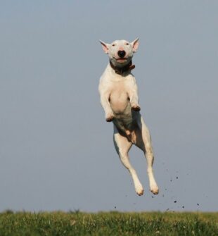 Grundlæggende Hundetræning: Sådan Får Du En Lydig Og Glad Hund