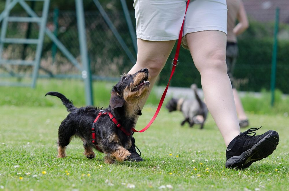 Hundetræning København: En guide til succes