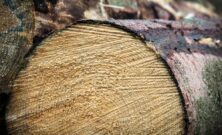 Guide til lasering af træ