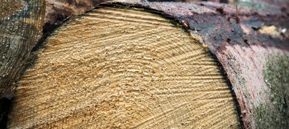 Guide til lasering af træ