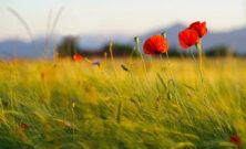 Bedemand nykøbing mors  hjælp til en tryg og værdig afsked