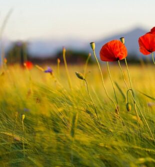 Bedemand nykøbing mors  hjælp til en tryg og værdig afsked