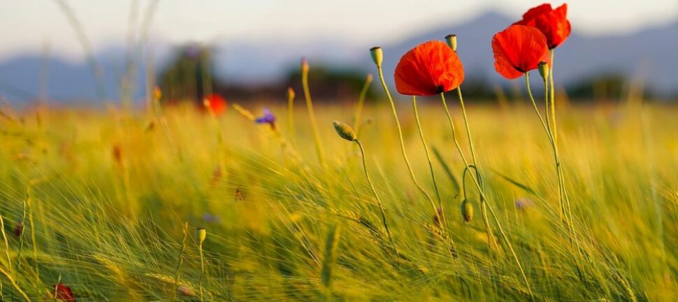 Bedemand nykøbing mors  hjælp til en tryg og værdig afsked
