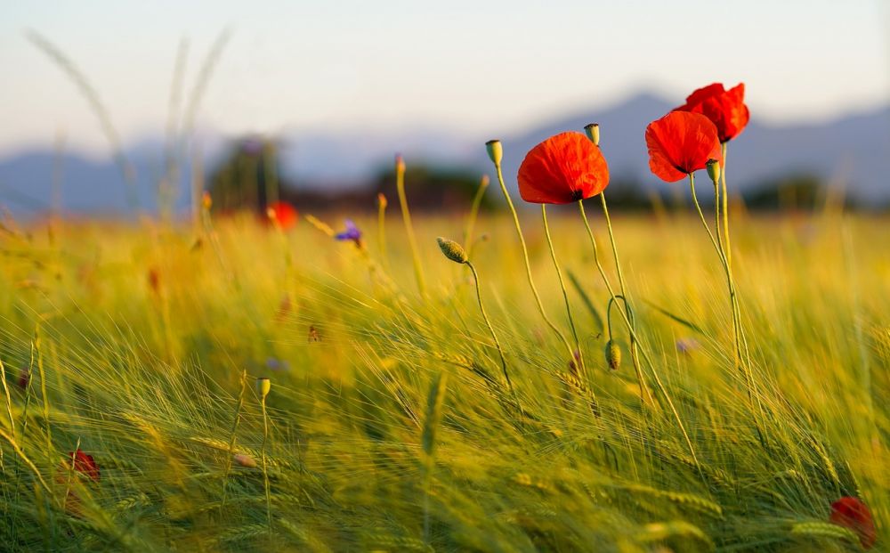 Bedemand nykøbing mors  hjælp til en tryg og værdig afsked