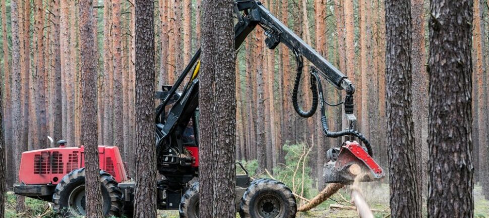 Skoventreprenør: professionel hjælp til skov, natur og biomasse